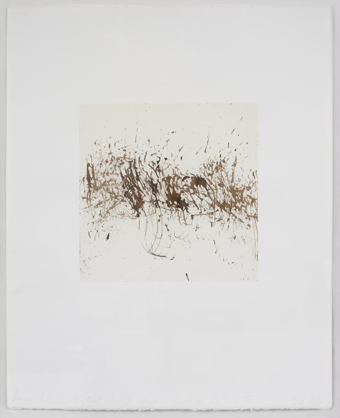 Bonyon Preserve, Westport Island, Maine, September 29, 2007 VII